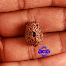 Load image into Gallery viewer, 13 Mukhi Indonesian Rudraksha - Bead No. 215
