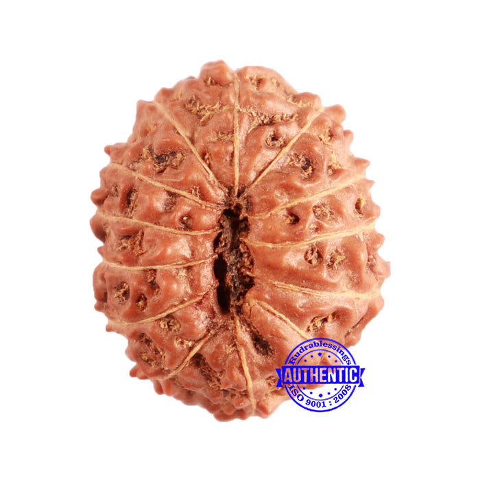 13 Mukhi Indonesian Rudraksha - Bead No 216