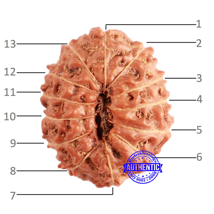13 Mukhi Indonesian Rudraksha - Bead No 216