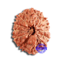 Load image into Gallery viewer, 13 Mukhi Indonesian Rudraksha - Bead No 216
