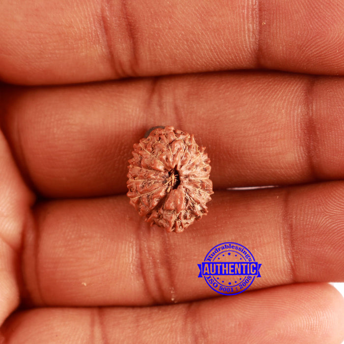 13 Mukhi Indonesian Rudraksha - Bead No 216