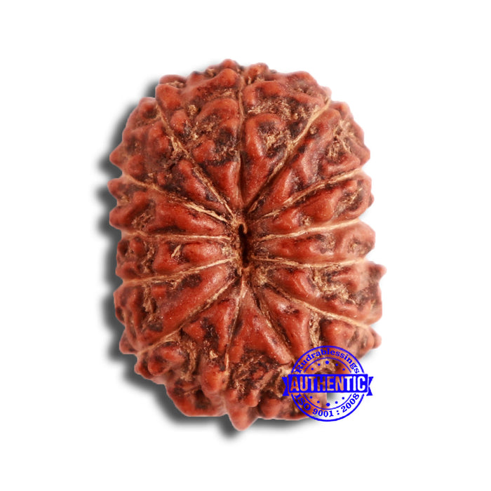 13 Mukhi Indonesian Rudraksha - Bead No 217