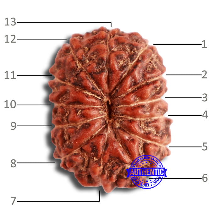 13 Mukhi Indonesian Rudraksha - Bead No 217