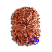 Load image into Gallery viewer, 13 Mukhi Indonesian Rudraksha - Bead No 217
