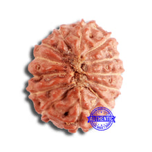 Load image into Gallery viewer, 13 Mukhi Indonesian Rudraksha - Bead No 218
