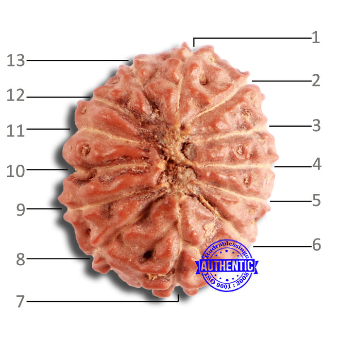 13 Mukhi Indonesian Rudraksha - Bead No 218