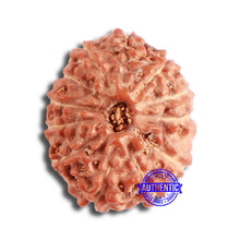 Load image into Gallery viewer, 13 Mukhi Indonesian Rudraksha - Bead No 218
