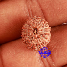Load image into Gallery viewer, 13 Mukhi Indonesian Rudraksha - Bead No 218
