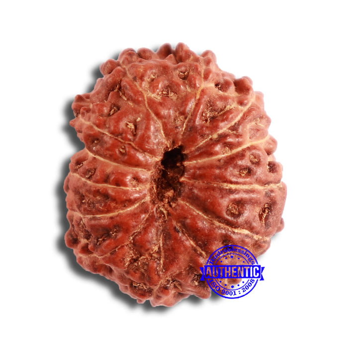13 Mukhi Indonesian Rudraksha - Bead No 219