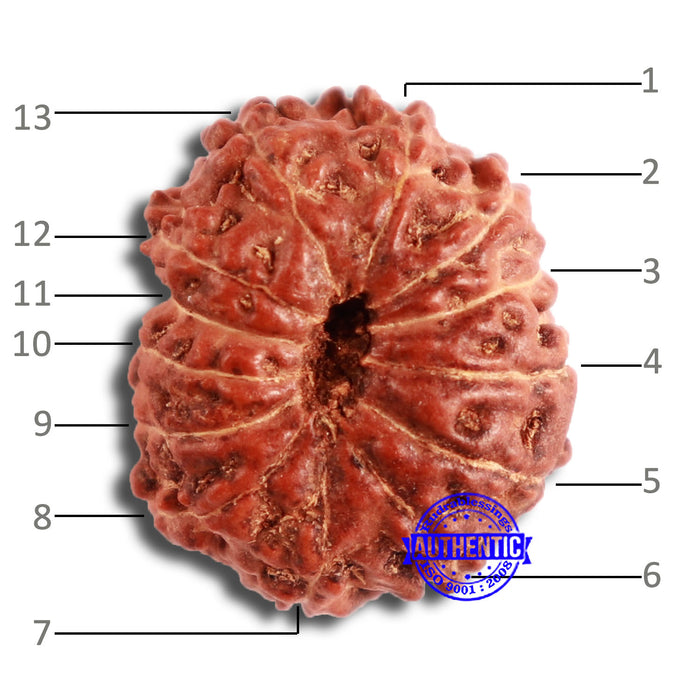 13 Mukhi Indonesian Rudraksha - Bead No 219