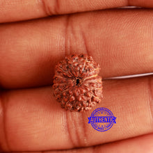 Load image into Gallery viewer, 13 Mukhi Indonesian Rudraksha - Bead No 219
