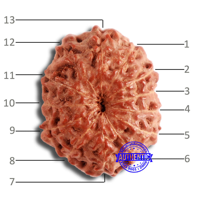 13 Mukhi Indonesian Rudraksha - Bead No 220