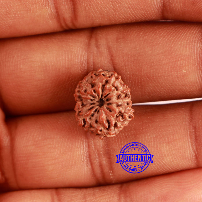 13 Mukhi Indonesian Rudraksha - Bead No 220
