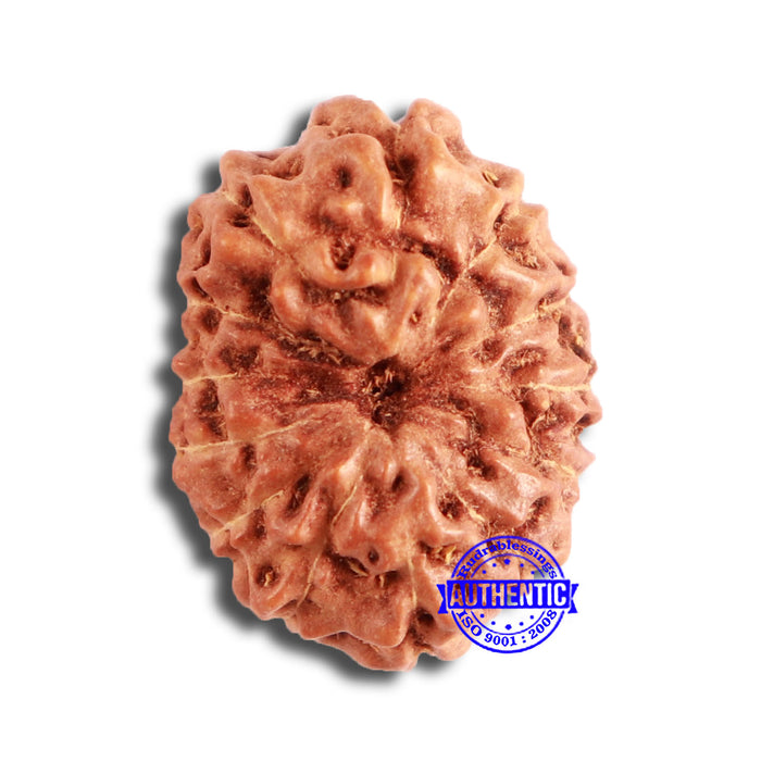 13 Mukhi Indonesian Rudraksha - Bead No 221