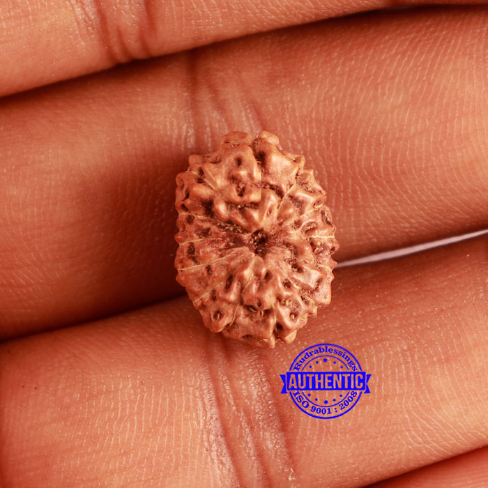 13 Mukhi Indonesian Rudraksha - Bead No 221