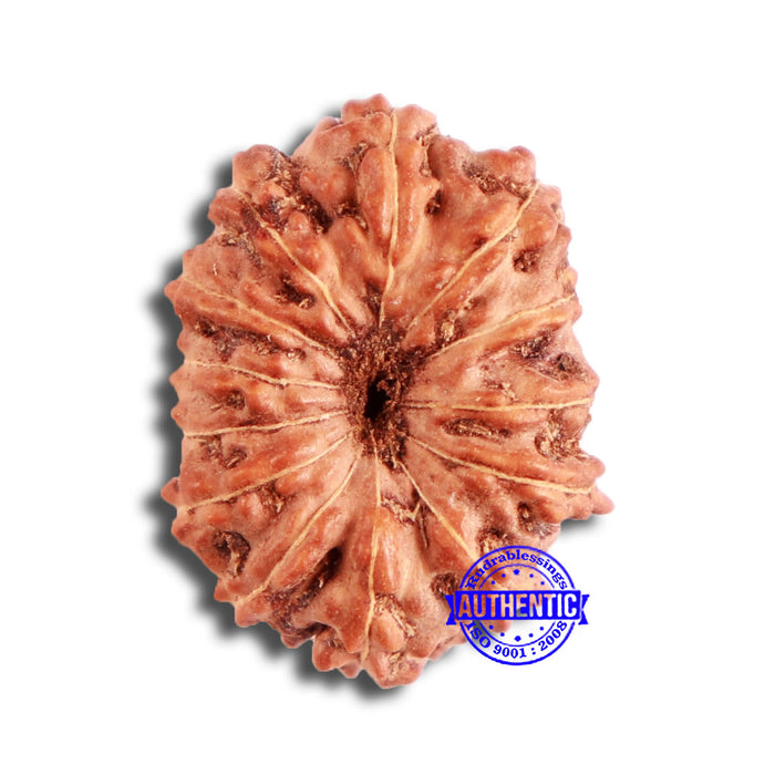 13 Mukhi Indonesian Rudraksha - Bead No 222