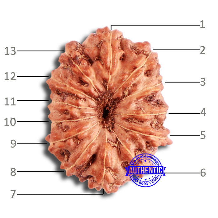 13 Mukhi Indonesian Rudraksha - Bead No 222
