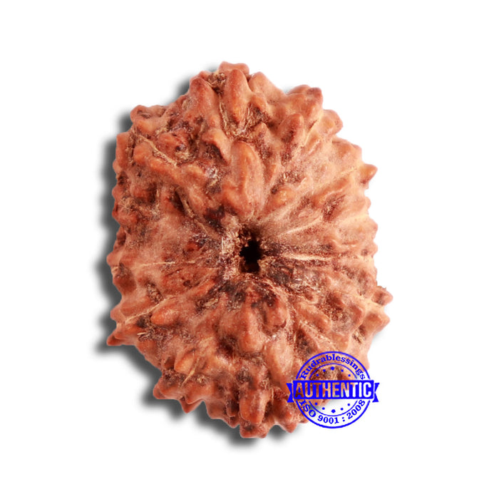 13 Mukhi Indonesian Rudraksha - Bead No 222