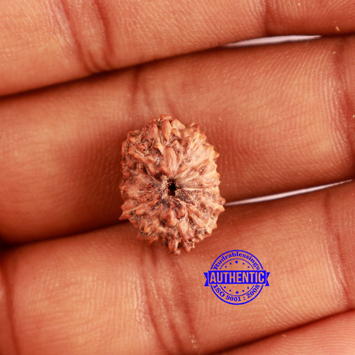 13 Mukhi Indonesian Rudraksha - Bead No 222