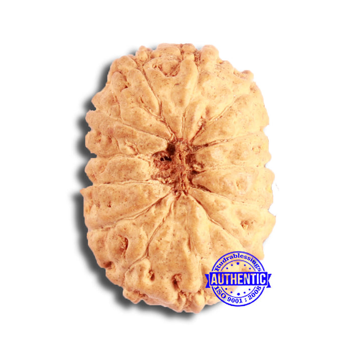 13 Mukhi Indonesian Rudraksha - Bead No 223