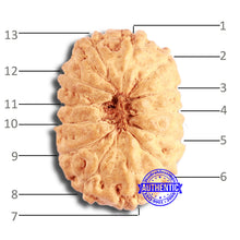 Load image into Gallery viewer, 13 Mukhi Indonesian Rudraksha - Bead No 223
