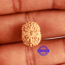 Load image into Gallery viewer, 13 Mukhi Indonesian Rudraksha - Bead No 223
