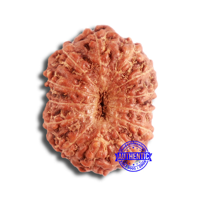 13 Mukhi Indonesian Rudraksha - Bead No 224