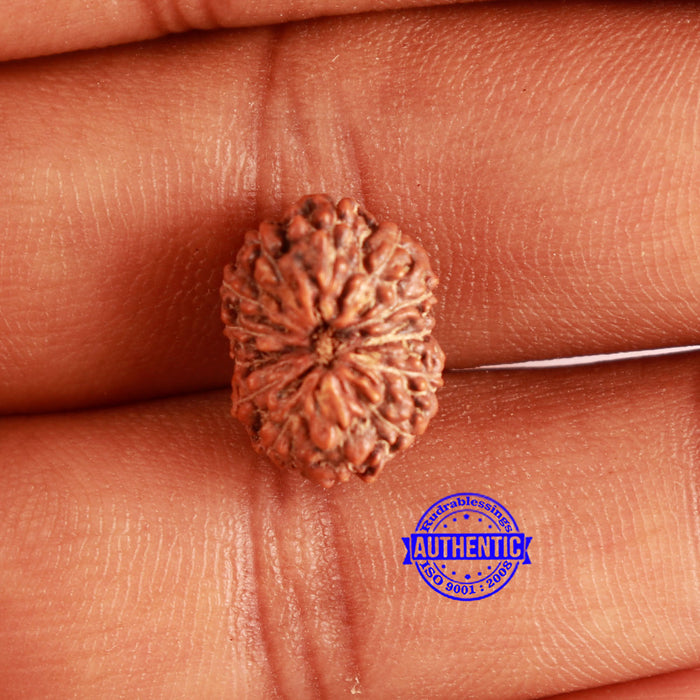 13 Mukhi Indonesian Rudraksha - Bead No 224