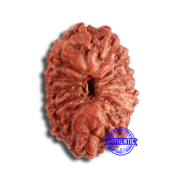 13 Mukhi Indonesian Rudraksha - Bead No 226