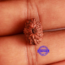 Load image into Gallery viewer, 13 Mukhi Indonesian Rudraksha - Bead No 226
