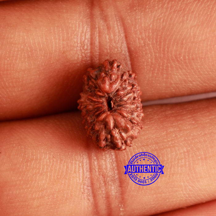 13 Mukhi Indonesian Rudraksha - Bead No 226