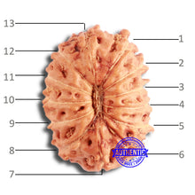 Load image into Gallery viewer, 13 Mukhi Indonesian Rudraksha - Bead No 227

