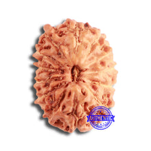 Load image into Gallery viewer, 13 Mukhi Indonesian Rudraksha - Bead No 227
