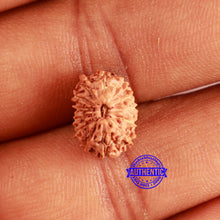 Load image into Gallery viewer, 13 Mukhi Indonesian Rudraksha - Bead No 227
