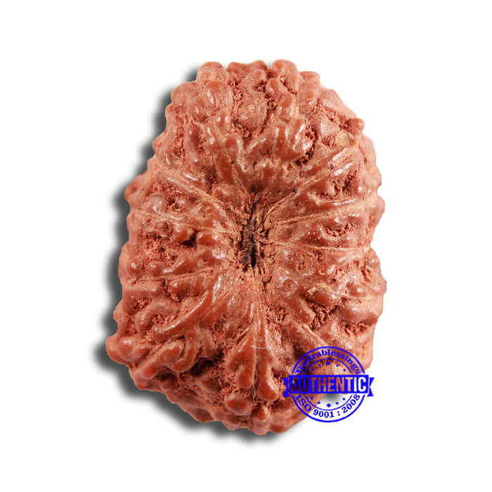 13 Mukhi Indonesian Rudraksha - Bead No 228