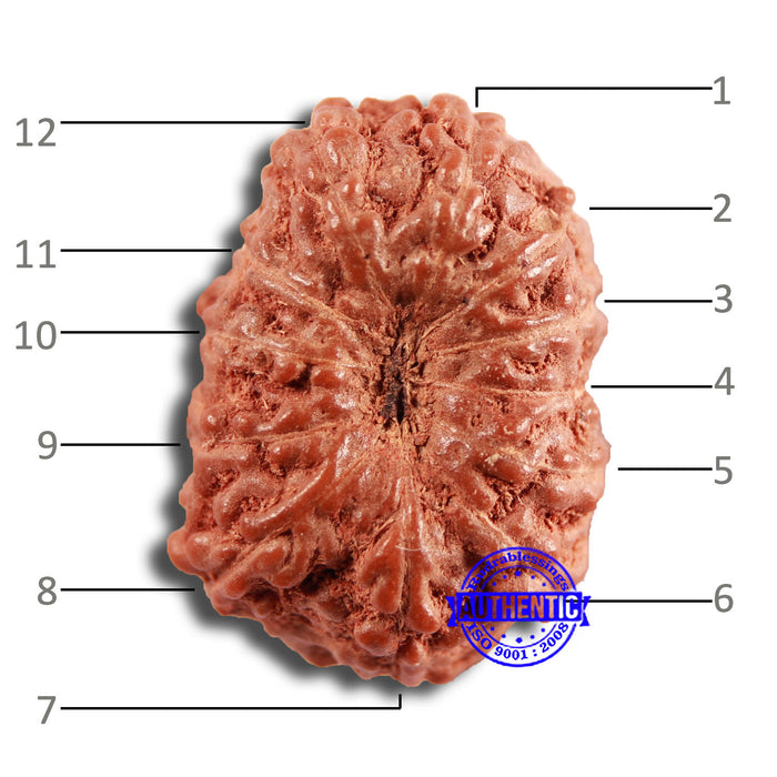 13 Mukhi Indonesian Rudraksha - Bead No 228