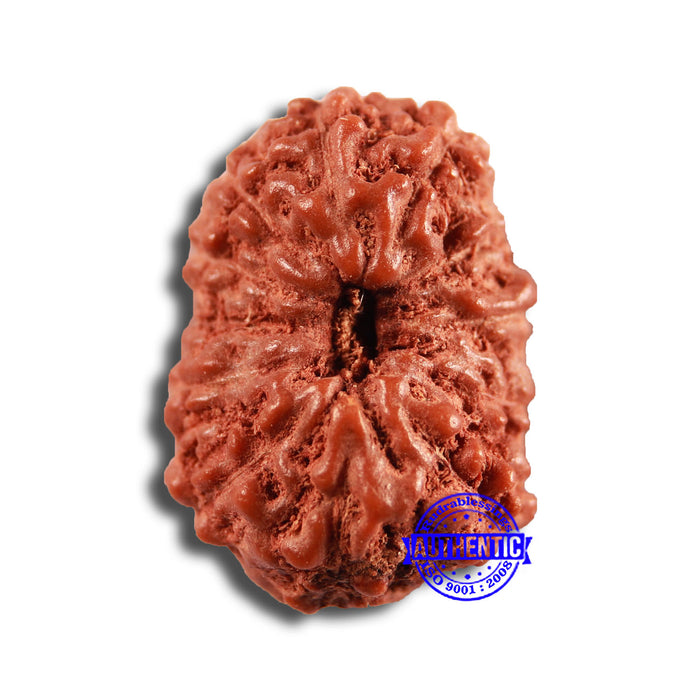 13 Mukhi Indonesian Rudraksha - Bead No 228