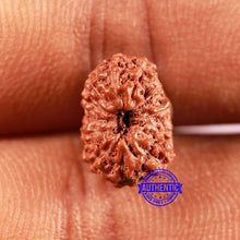 Load image into Gallery viewer, 13 Mukhi Indonesian Rudraksha - Bead No 228
