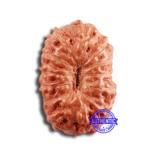 Load image into Gallery viewer, 13 Mukhi Indonesian Rudraksha - Bead No 230
