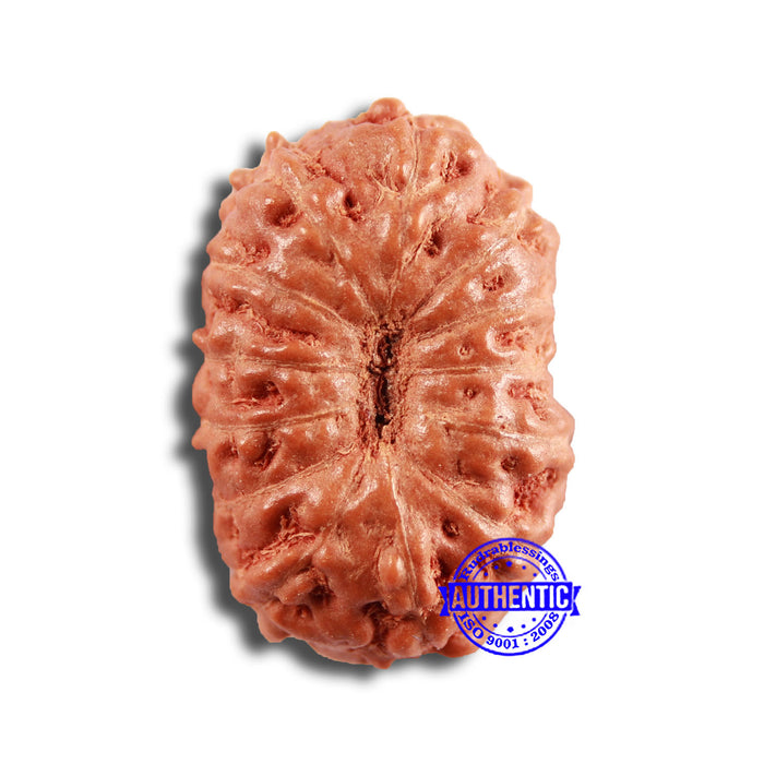 13 Mukhi Indonesian Rudraksha - Bead No 230