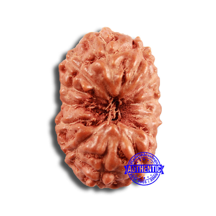 13 Mukhi Indonesian Rudraksha - Bead No 230