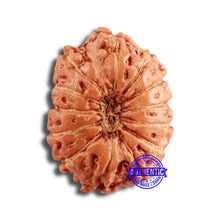 Load image into Gallery viewer, 13 Mukhi Indonesian Rudraksha - Bead No 231
