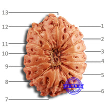 Load image into Gallery viewer, 13 Mukhi Indonesian Rudraksha - Bead No 231
