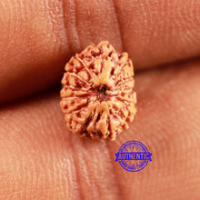 Load image into Gallery viewer, 13 Mukhi Indonesian Rudraksha - Bead No 231
