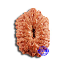 Load image into Gallery viewer, 13 Mukhi Indonesian Rudraksha - Bead No 232
