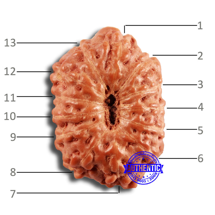 13 Mukhi Indonesian Rudraksha - Bead No 232