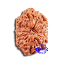 Load image into Gallery viewer, 13 Mukhi Indonesian Rudraksha - Bead No 232
