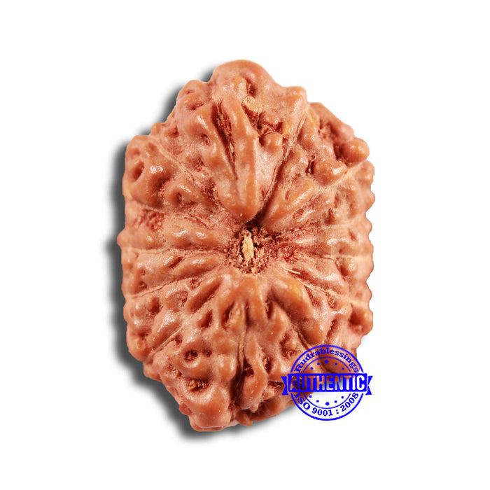 13 Mukhi Indonesian Rudraksha - Bead No 232