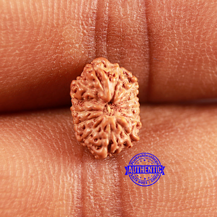 13 Mukhi Indonesian Rudraksha - Bead No 232