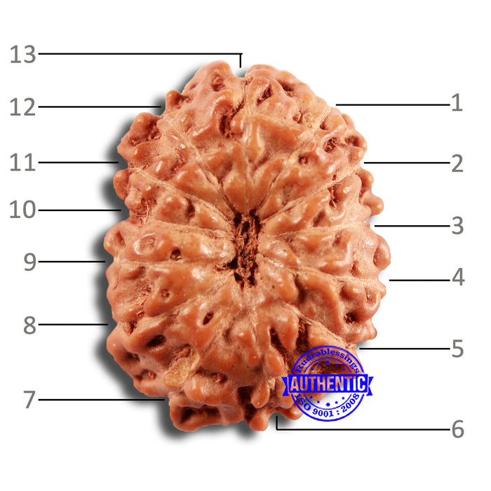13 Mukhi Indonesian Rudraksha - Bead No 233